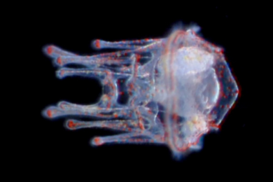 La Métamorphose de l'Oursin (Paracentrotus lividus) - 8mn 31s